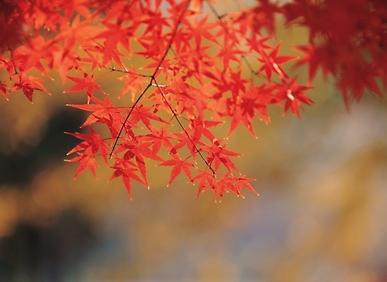 포토 JPG 주간 나무 식물 사계절 계절 배경화면 백그라운드 단풍 잎 자연 단풍나무 나뭇잎 풍경 사람없음 야외 가을 나뭇가지 국내포토 자연요소 생태계 파일형식