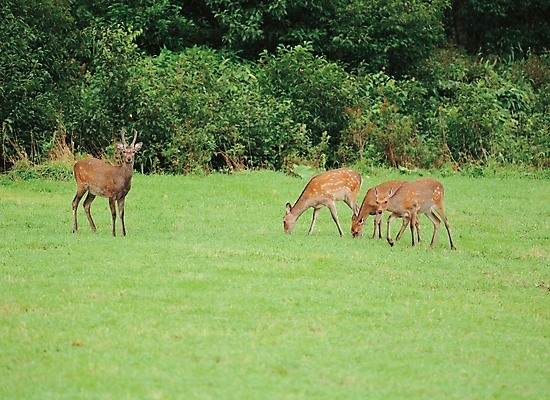 포토 JPG 주간 나무 식물 동물 척추동물 육지동물 야생동물 포유류 사슴 세마리 잔디 초원 사람없음 야외 목초지 방목 국내포토 자연요소 3 목장 축산업 파일형식 초원_자연