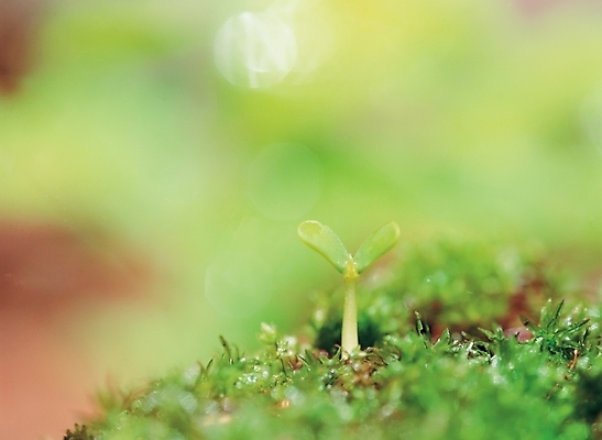 포토 JPG 주간 식물 사계절 계절 배경화면 백그라운드 자연 풍경 사람없음 야외 초록색 새싹 봄 국내포토 자연요소 컬러 생태계 파일형식