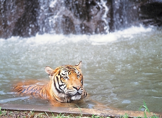 포토 JPG 주간 동물 척추동물 한마리 육지동물 사계절 계절 포유류 자연 동물원 사람없음 야외 물 여름 수영 호랑이 더위 맹수 국내포토 자연요소 1 날씨 수상스포츠 생태계 파일형식