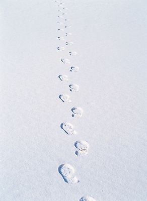 포토 JPG 주간 사계절 계절 길 배경화면 백그라운드 겨울 자연 풍경 사람없음 야외 눈 발자국 대설 국내포토 자연요소 자국 날씨 절기 생태계 파일형식
