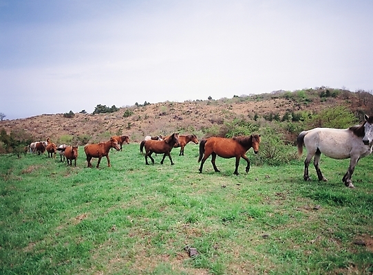 포토 JPG 주간 식물 동물 척추동물 육지동물 포유류 풍경 초원 사람없음 야외 가축 말_동물 풀 축산업 국내포토 자연요소 산업 파일형식