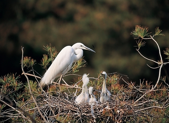 포토 JPG 주간 나무 식물 동물 척추동물 새끼 여러마리 자연 조류 사람없음 야외 나뭇가지 소나무 어미 둥지 국내포토 자연요소 다수 생태계 파일형식