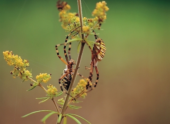 포토 JPG 주간 식물 동물 줄기 곤충 두마리 절지류 자연 사람없음 야외 풀 거미 국내포토 자연요소 2 생태계 파일형식