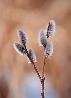 포토 JPG 주간 식물 배경화면 백그라운드 자연 풍경 사람없음 야외 새싹 나뭇가지 꽃봉오리 국내포토 자연요소 나무 꽃 생태계 파일형식