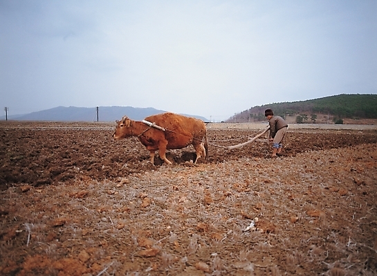 포토 JPG 주간 동물 직업 남자 산업 밭 농업 하늘 한명 사람 풍경 야외 농사 가축 농촌 시골 소 농부 밭갈이 남자만 남자한명만 국내포토 자연요소 1 포유류 파일형식