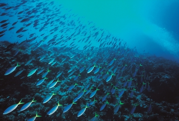 포토 JPG 동물 척추동물 바다 배경화면 다수 백그라운드 자연 어패류 관상어 어류 풍경 사람없음 바닷속 해저 수중사진 국내포토 수중 수중동물 생태계 파일형식