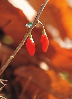 포토 JPG 주간 식물 열매 음식 줄기 백그라운드 풍경 사람없음 야외 구기자 국내포토 자연요소 파일형식