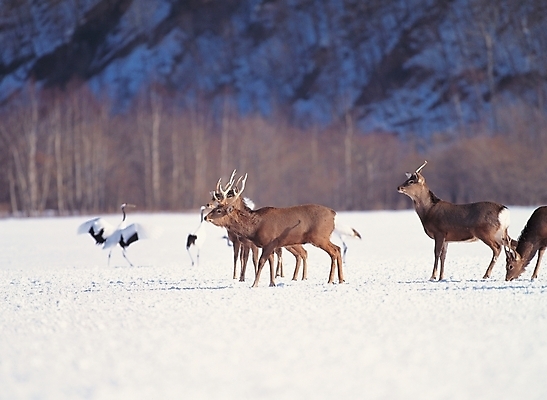 포토 JPG 주간 나무 식물 동물 척추동물 육지동물 계절 야생동물 설경 겨울 포유류 조류 사슴 사람없음 야외 눈 축산업 순록 국내포토 자연요소 산업 날씨 풍경 파일형식