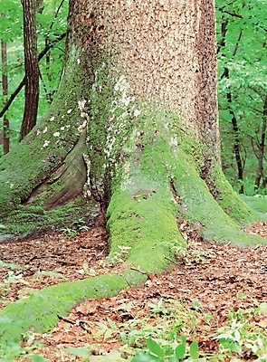 포토 JPG 주간 나무 식물 배경화면 백그라운드 낙엽 잎 자연 나뭇잎 이끼 풍경 사람없음 야외 습지 나무밑둥 국내포토 자연요소 생태계 파일형식