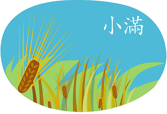 EPS 주간 클립아트 식물 사계절 계절 일러스트 사람없음 야외 여름 절기 보리 소만 국내일러스트 자연요소 곡류 파일형식 벡터