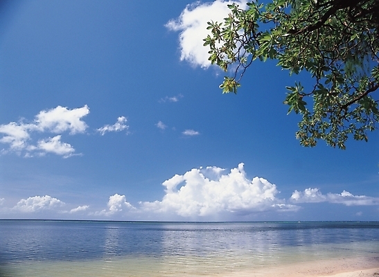 포토 JPG 주간 나무 식물 구름 바다 배경화면 백그라운드 자연 하늘 풍경 해변 사람없음 야외 휴양지 국내포토 자연요소 장소 생태계 파일형식