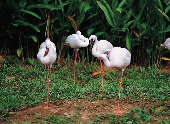 포토 JPG 주간 식물 동물 척추동물 잎 여러마리 자연 조류 초원 사람없음 야외 국내포토 자연요소 다수 생태계 파일형식