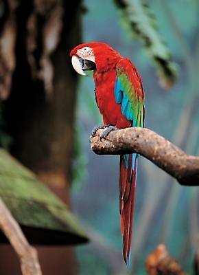 포토 JPG 주간 나무 식물 동물 척추동물 한마리 자연 조류 사람없음 야외 나뭇가지 앵무새 국내포토 자연요소 1 생태계 파일형식