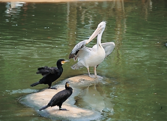 포토 JPG 주간 동물 척추동물 호수 여러마리 자연 조류 사람없음 야외 강 펠리컨 까마귀 국내포토 자연요소 다수 생태계 파일형식
