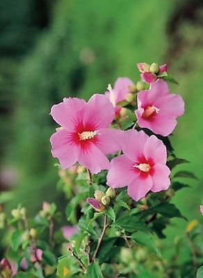 포토 JPG 주간 식물 꽃 줄기 배경화면 여러송이 백그라운드 잎 자연 가을꽃 풍경 사람없음 야외 무궁화 국내포토 자연요소 다수 생태계 파일형식 가을_계절