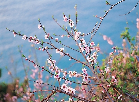 포토 JPG 주간 식물 꽃 바다 배경화면 백그라운드 봄꽃 자연 꽃나무 풍경 사람없음 야외 복사꽃 국내포토 자연요소 나무 봄 생태계 파일형식