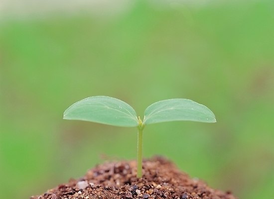 포토 JPG 주간 식물 사계절 계절 배경화면 백그라운드 자연 풍경 사람없음 야외 새싹 흙 봄 땅 국내포토 자연요소 생태계 파일형식