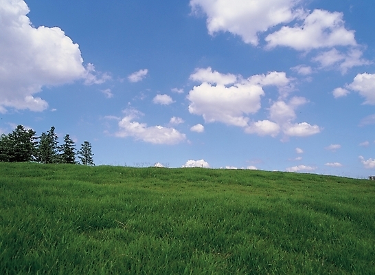 포토 JPG 주간 나무 식물 구름 배경화면 백그라운드 자연 하늘 풍경 초원 사람없음 야외 풀 국내포토 자연요소 생태계 파일형식