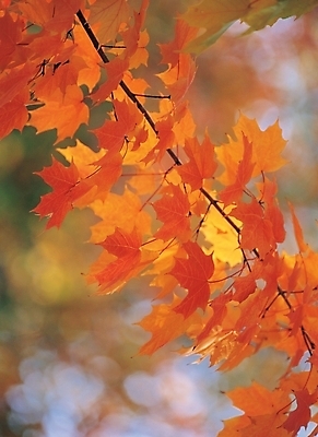 포토 JPG 주간 나무 식물 사계절 계절 백그라운드 단풍 자연 단풍나무 나뭇잎 풍경 사람없음 야외 가을 나뭇가지 국내포토 자연요소 잎 생태계 파일형식