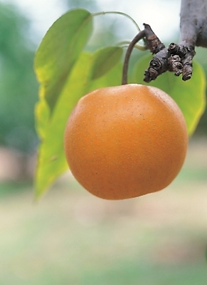 포토 JPG 주간 식물 열매 음식 줄기 백그라운드 잎 과일 나뭇잎 풍경 사람없음 야외 농작물 배 국내포토 자연요소 농업 파일형식