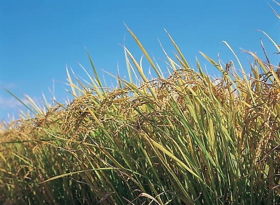포토 JPG 주간 식물 사계절 계절 열매 배경화면 백그라운드 농업 자연 하늘 곡류 논 풍경 사람없음 야외 농작물 벼 가을 국내포토 자연요소 산업 생태계 파일형식