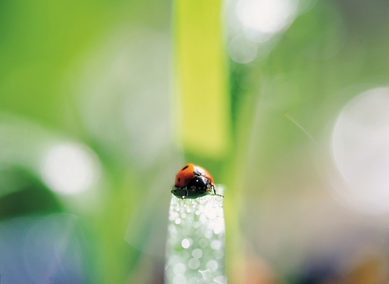 포토 JPG 주간 식물 동물 배경화면 곤충 백그라운드 절지류 자연 풍경 사람없음 야외 물 물방울 풀 풀잎 이슬 무당벌레 국내포토 자연요소 잎 풀_식물 생태계 파일형식