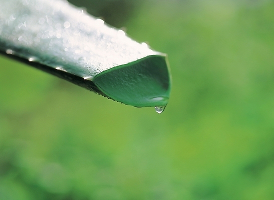 포토 JPG 주간 식물 배경화면 백그라운드 자연 풍경 사람없음 야외 초록색 물 물방울 알로에 국내포토 자연요소 컬러 생태계 파일형식