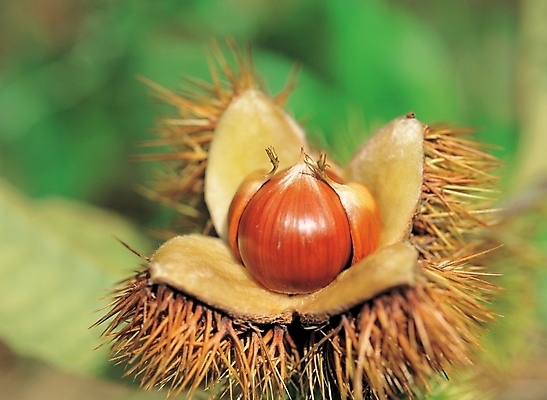 포토 JPG 주간 식물 열매 음식 백그라운드 사람없음 야외 농작물 견과류 밤 밤송이 국내포토 자연요소 농업 밤_견과류 파일형식