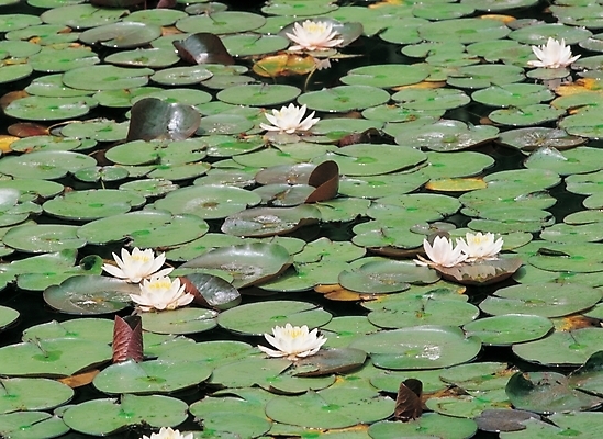 포토 JPG 주간 식물 꽃 호수 배경화면 백그라운드 여름꽃 자연 연꽃 풍경 사람없음 야외 연못 연잎 국내포토 자연요소 잎 생태계 파일형식 여름_계절