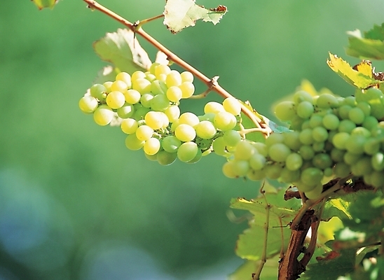 포토 JPG 주간 식물 열매 음식 줄기 배경화면 백그라운드 과일 포도 풍경 사람없음 야외 농작물 청포도 국내포토 자연요소 농업 파일형식