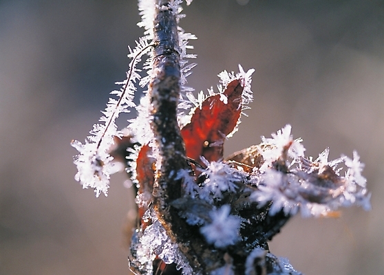 포토 JPG 주간 나무 식물 배경화면 백그라운드 겨울 자연현상 눈꽃 풍경 사람없음 야외 새싹 나뭇가지 국내포토 자연요소 계절 자연 눈_날씨 파일형식