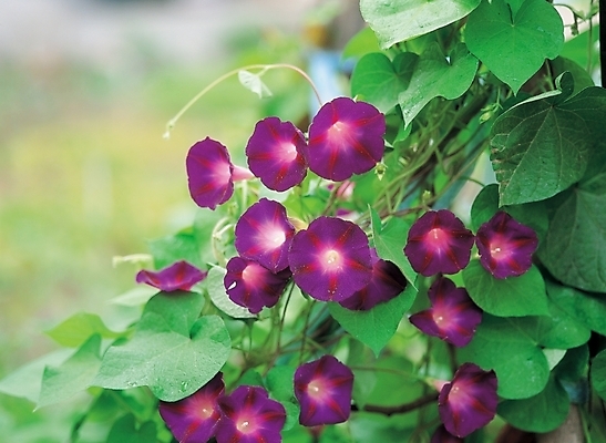 포토 JPG 주간 식물 꽃 배경화면 백그라운드 잎 여름꽃 자연 사람없음 야외 덩굴 나팔꽃 국내포토 자연요소 생태계 파일형식 여름_계절