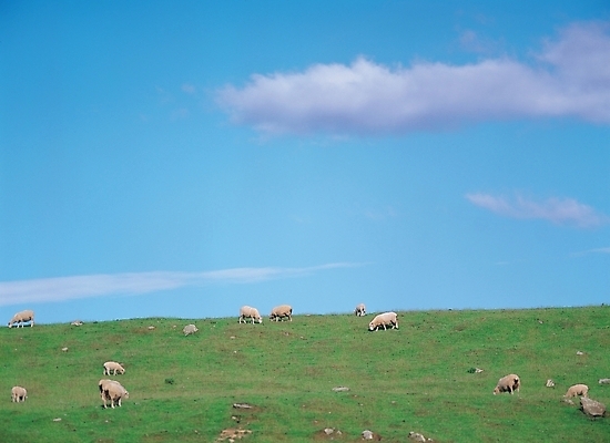 포토 JPG 주간 동물 구름 산업 배경화면 백그라운드 하늘 풍경 초원 사람없음 야외 목초지 양 축산업 방목 국내포토 자연요소 포유류 목장 파일형식 초원_자연