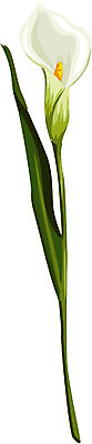 EPS 클립아트 식물 꽃 컬러 한송이 일러스트 여름꽃 자연 사람없음 봄 흰색 카라 칼라꽃 국내일러스트 1 계절 생태계 송이 파일형식 벡터 여름_계절