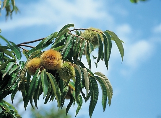 포토 JPG 주간 나무 식물 구름 계절 열매 음식 배경화면 백그라운드 하늘 나뭇잎 풍경 사람없음 야외 농작물 견과류 가을 나뭇가지 밤 밤송이 밤나무 국내포토 자연요소 잎 농업 밤_견과류 파일형식