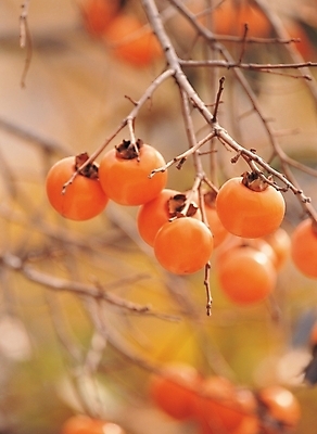 포토 JPG 주간 나무 식물 계절 열매 음식 배경화면 백그라운드 과일 감 사람없음 야외 농작물 가을 나뭇가지 감나무 국내포토 자연요소 농업 파일형식