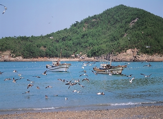 포토 JPG 주간 산업 파도 바다 백그라운드 교통 수상교통 갈매기 산 어업 풍경 사람없음 야외 어선 어촌 선박 국내포토 자연요소 교통수단 배_교통 조류 시골 파일형식