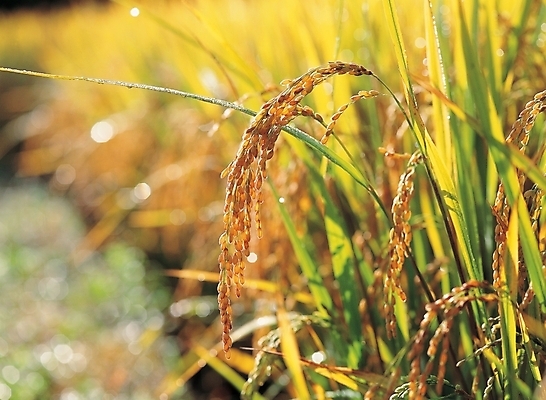 포토 JPG 주간 식물 사계절 계절 열매 배경화면 백그라운드 농업 자연 곡류 논 사람없음 야외 벼 가을 추분 국내포토 자연요소 산업 절기 생태계 파일형식