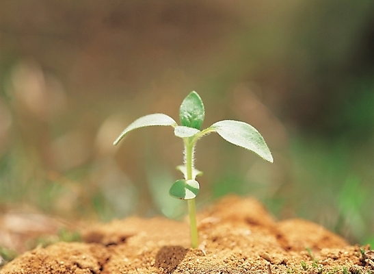 포토 JPG 주간 식물 사계절 계절 배경화면 백그라운드 잎 자연 사람없음 야외 새싹 흙 봄 물방울 땅 국내포토 자연요소 생태계 파일형식