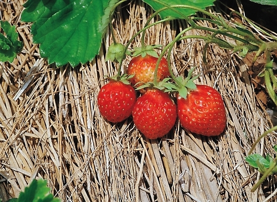 포토 JPG 주간 식물 열매 음식 잎 과일 딸기 나뭇잎 사람없음 야외 농작물 볏짚 과수원 국내포토 자연요소 농업 짚 파일형식