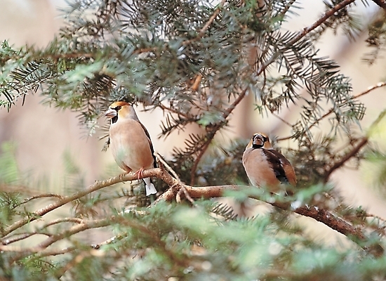 포토 JPG 주간 나무 식물 동물 척추동물 한쌍 자연 조류 사람없음 야외 나뭇가지 국내포토 자연요소 생태계 파일형식