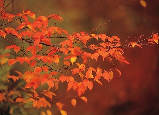 포토 JPG 주간 나무 식물 사계절 계절 배경화면 백그라운드 단풍 잎 자연 단풍나무 나뭇잎 풍경 사람없음 야외 가을 국내포토 자연요소 생태계 파일형식