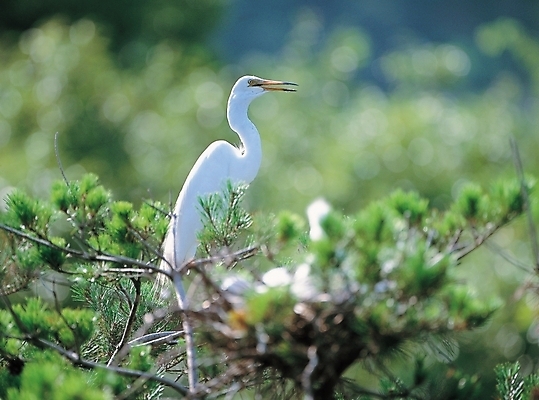 포토 JPG 주간 나무 식물 동물 척추동물 한마리 자연 조류 사람없음 야외 학 소나무 국내포토 자연요소 1 생태계 파일형식