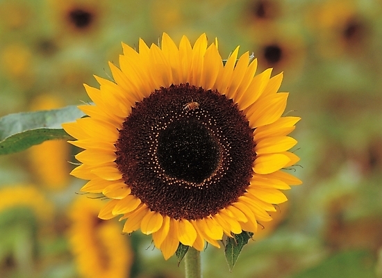 포토 JPG 주간 식물 꽃 배경화면 백그라운드 한송이 여름꽃 자연 해바라기 풍경 사람없음 야외 국내포토 자연요소 1 생태계 송이 파일형식 여름_계절