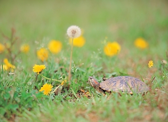 포토 JPG 주간 식물 동물 척추동물 한마리 꽃 배경화면 여러송이 백그라운드 파충류 자연 풍경 잔디 초원 사람없음 야외 들꽃 풀 거북이 민들레 국내포토 자연요소 1 다수 생태계 파일형식
