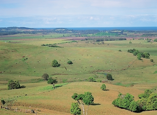 포토 JPG 주간 나무 식물 해외풍경 배경화면 백그라운드 자연 하늘 풍경 초원 사람없음 야외 국내포토 자연요소 해외 생태계 파일형식