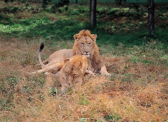 포토 JPG 주간 나무 식물 동물 척추동물 육지동물 한쌍 두마리 포유류 초원 사람없음 야외 풀 사자 맹수 국내포토 자연요소 2 파일형식