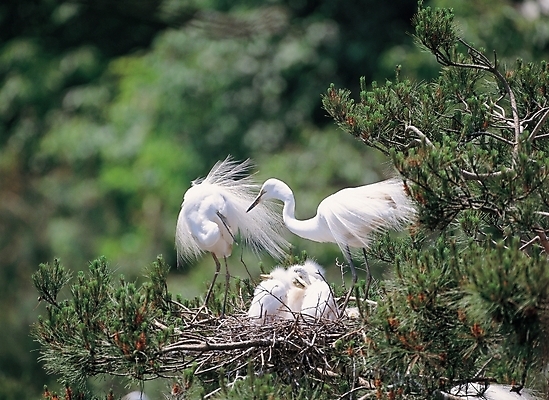 포토 JPG 주간 나무 식물 동물 척추동물 새끼 여러마리 자연 조류 사람없음 야외 학 둥지 국내포토 자연요소 다수 생태계 파일형식