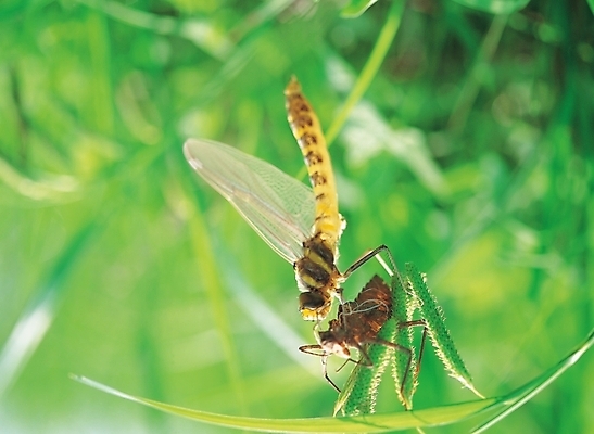 포토 JPG 주간 식물 배경화면 곤충 백그라운드 절지류 자연 풍경 사람없음 야외 풀잎 잠자리 부화 번데기 국내포토 자연요소 동물 잎 풀_식물 생태계 파일형식